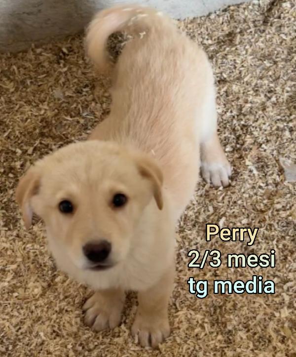 Meravigliosi cucciolini da salvare  Foto 8