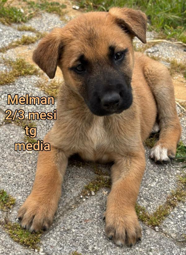 Meravigliosi cucciolini da salvare  Foto 9