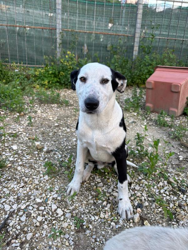 Yoghi: Cucciolo Simil Amstaff 