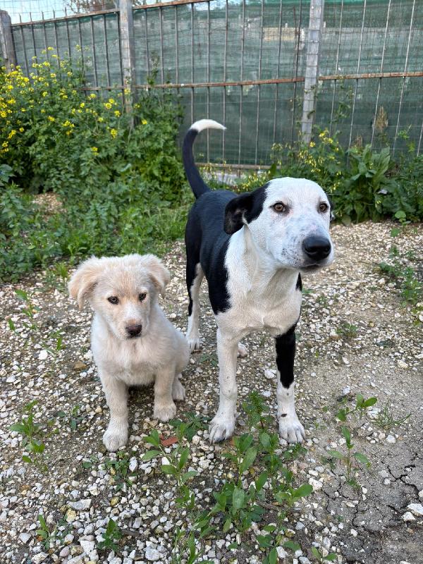 Yoghi: cucciolo simil amstaff  Foto 2