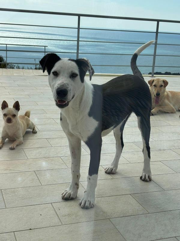 Yoghi: cucciolo simil amstaff  Foto 5