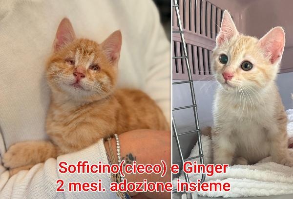 Troppi Mici Senza Famiglia 