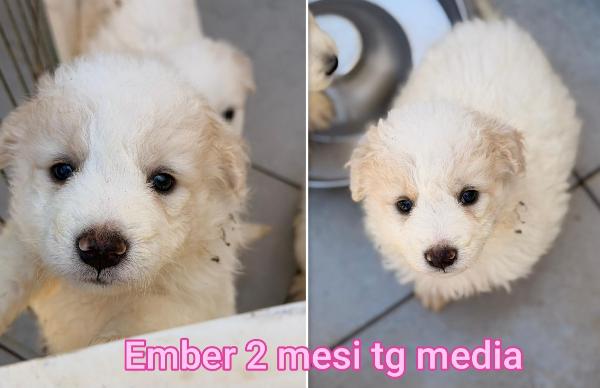 Adozioni cercasi x questi cuccioli  Foto 3