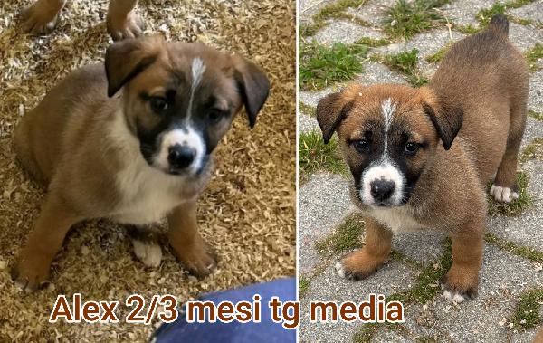 Adozioni cercasi x questi cuccioli  Foto 2