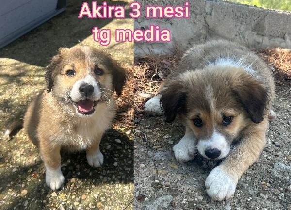 Adozioni cercasi x questi cuccioli  Foto 4