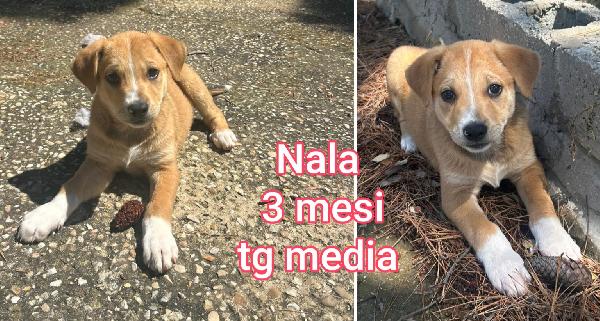 Adozioni cercasi x questi cuccioli  Foto 6