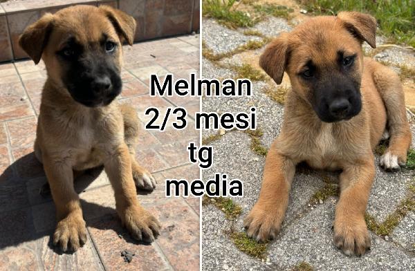 Adozioni cercasi x questi cuccioli  Foto 9