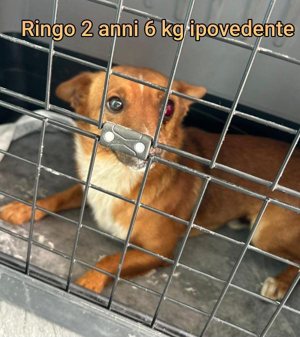 Piccolini bisognosi. Max 15 kg Foto 3