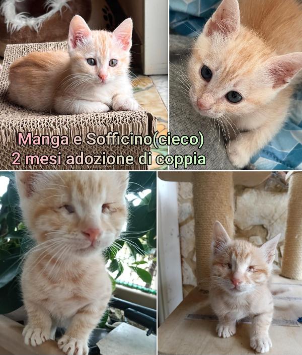 Gattini Urgente: Tempo Scaduto