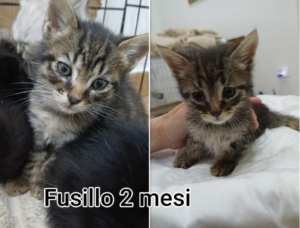 Gattini urgente: tempo scaduto Foto 3