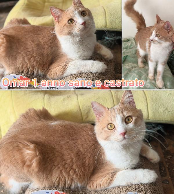 Gattini urgente: tempo scaduto Foto 5