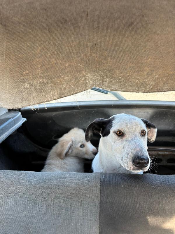 8 mesi: vagava solo in strada Foto 5