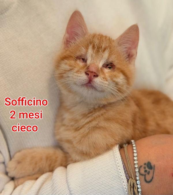 GATTINI: SIAMO AL COLLASSO Foto 2