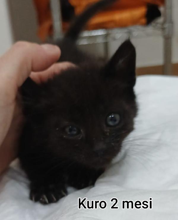 Gattini: Siamo Al Collasso