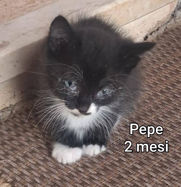 GATTINI: SIAMO AL COLLASSO Foto 4