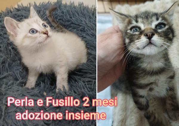 GATTINI: SIAMO AL COLLASSO Foto 5