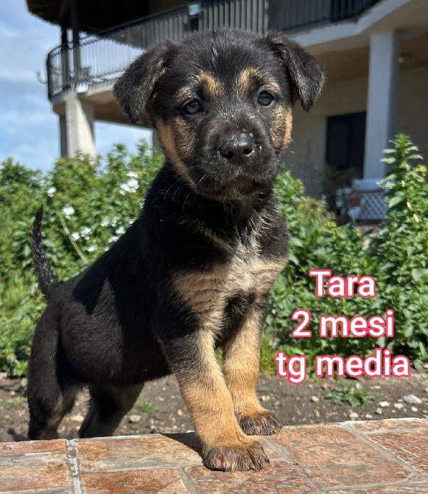 2 Mesi: Taglie Medie