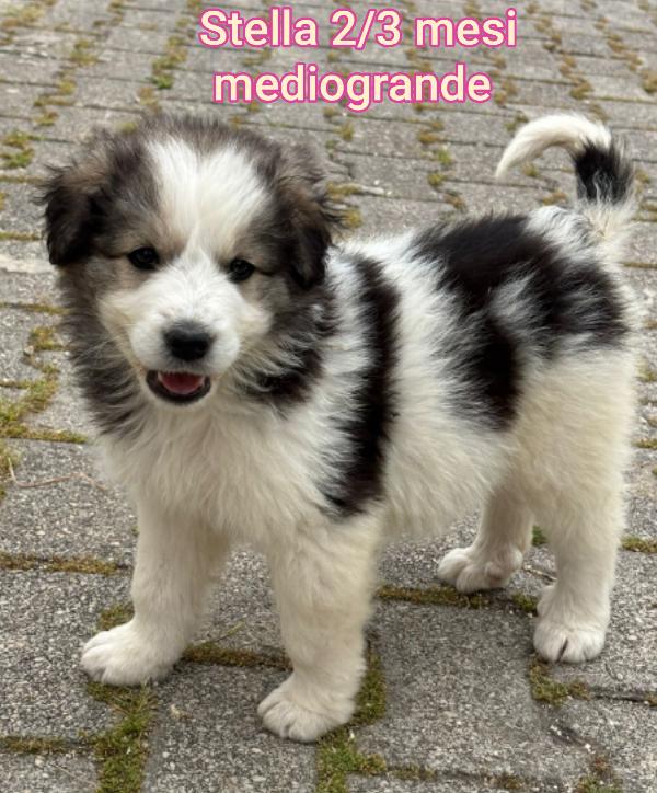 2 mesi: taglie medie Foto 2