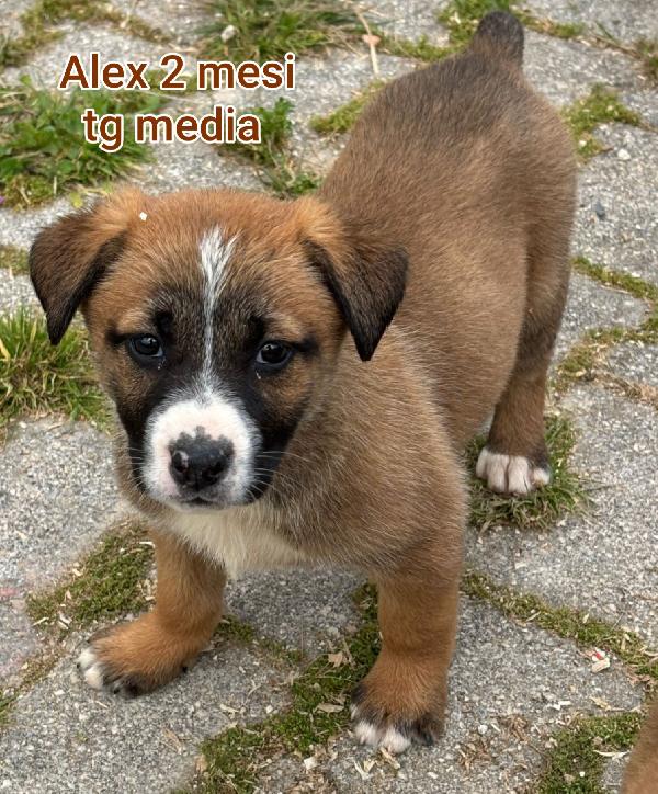 2 mesi: taglie medie Foto 7