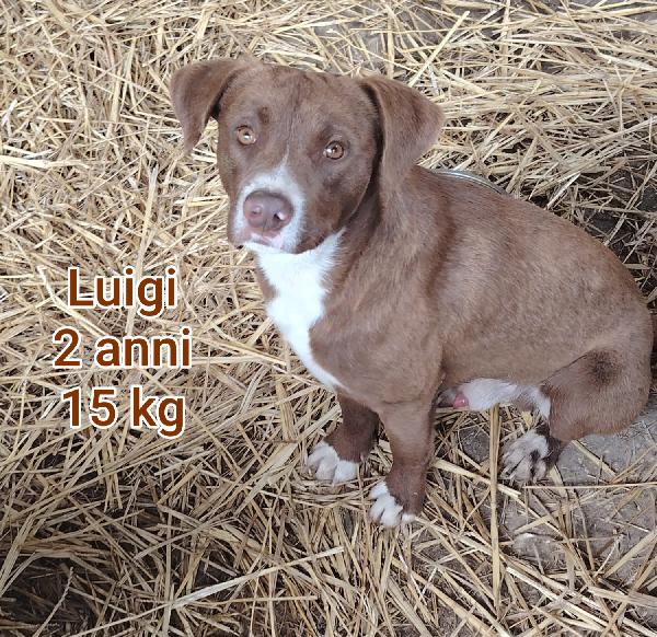 Piccoli cagnolini. Da salvare Foto 5