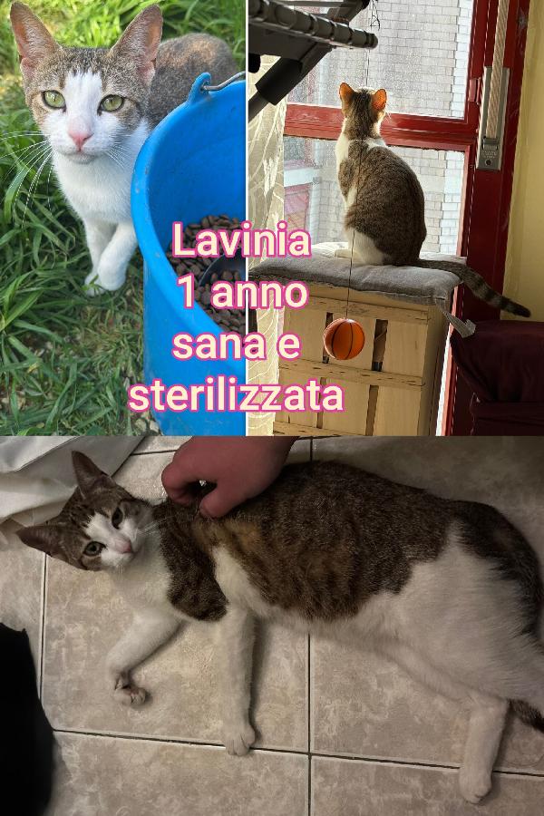 Telefona x un micetto Foto 7