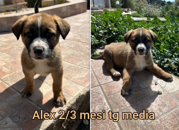 Trovatelli di due mesi Foto 2