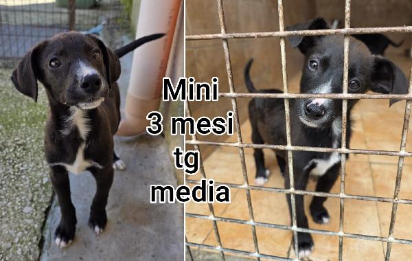 Trovatelli di due mesi Foto 3