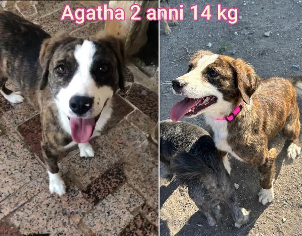 Cani dai 6 ai 15 kg massimi Foto 4