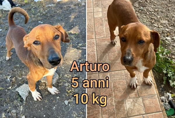 Cani dai 6 ai 15 kg massimi Foto 6