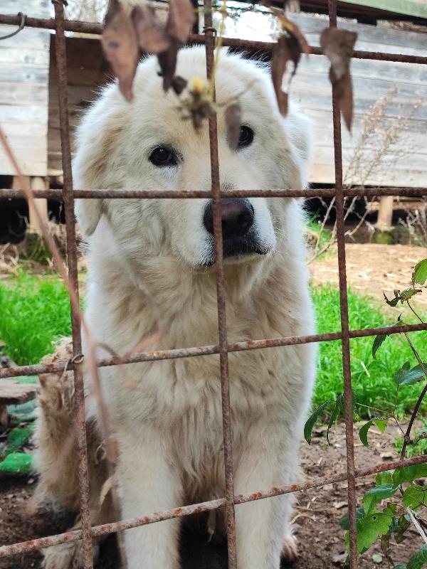 Attilio Non Merita Una Possibilità? 