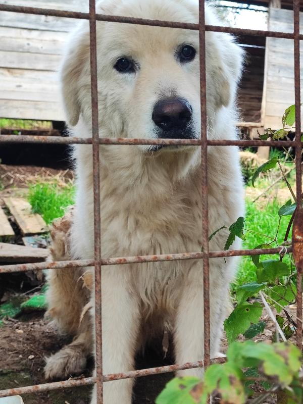 Attilio non merita una possibilità?  Foto 2