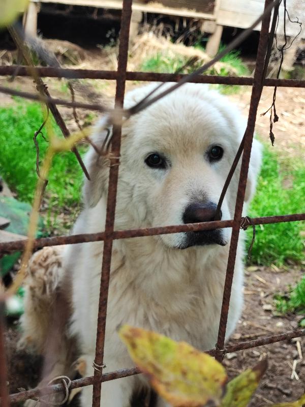 Attilio non merita una possibilità?  Foto 3