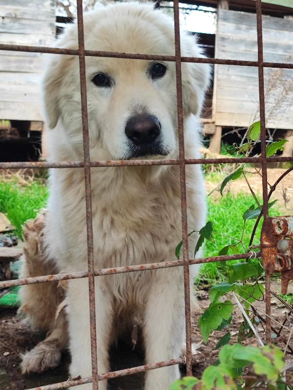 Attilio non merita una possibilità?  Foto 4