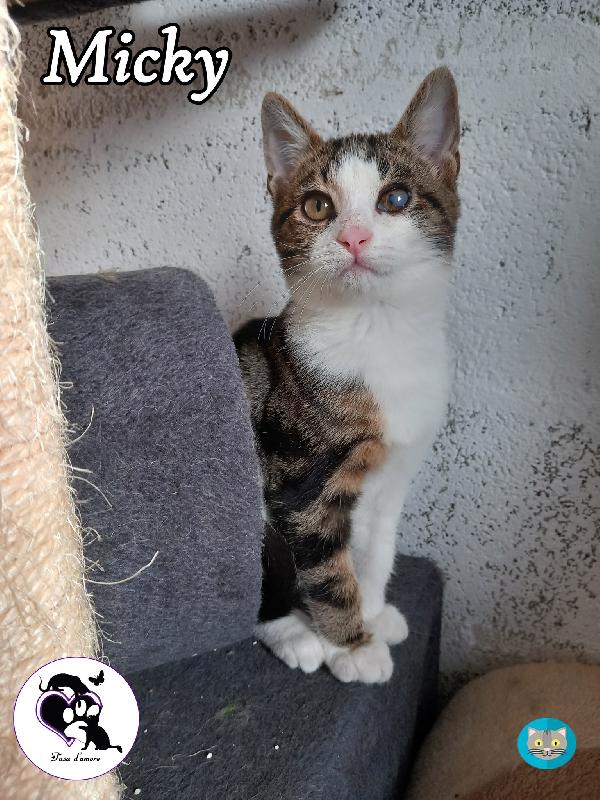 Micky, Tenero Micino Da Adottare!