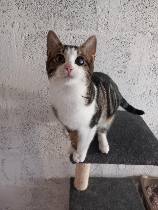 MICKY, tenero micino da adottare! Foto 2