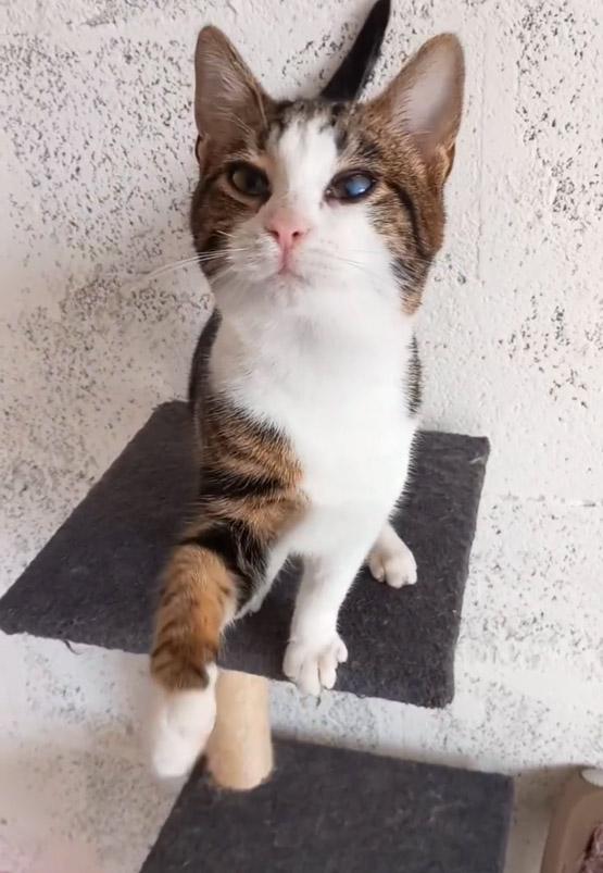 MICKY, tenero micino da adottare! Foto 6