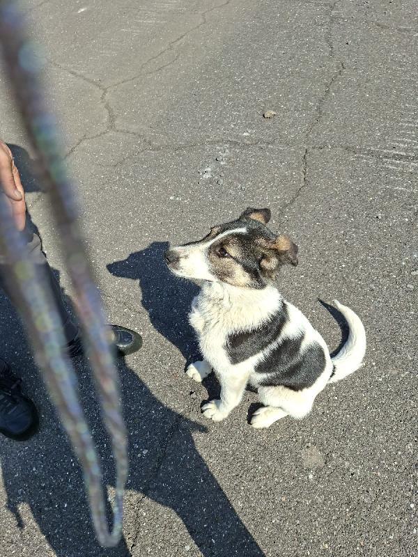 Cucciola in regalo  Foto 2