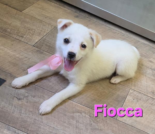 Fiocca Cucciola Femmina Taglia Piccola 