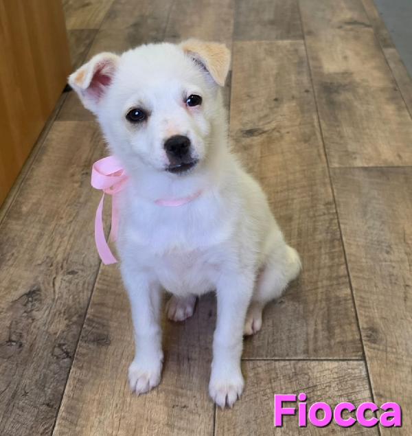 FIOCCA CUCCIOLA FEMMINA TAGLIA PICCOLA  Foto 2