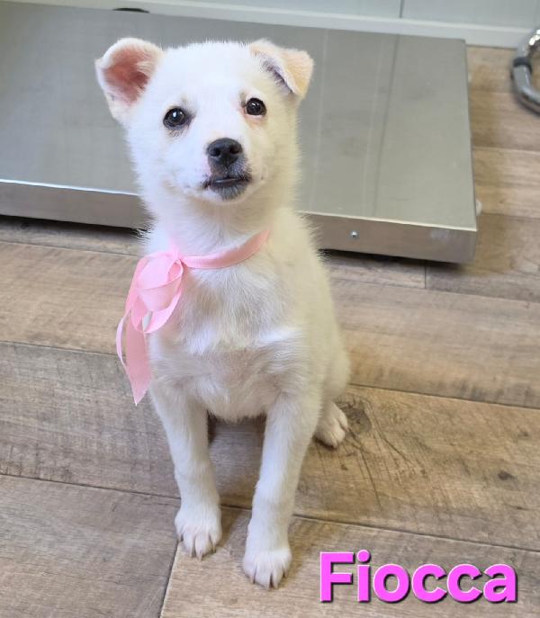 FIOCCA CUCCIOLA FEMMINA TAGLIA PICCOLA  Foto 3