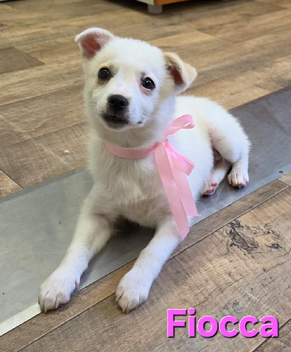 FIOCCA CUCCIOLA FEMMINA TAGLIA PICCOLA  Foto 4