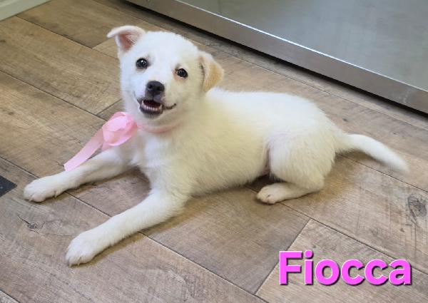 FIOCCA CUCCIOLA FEMMINA TAGLIA PICCOLA  Foto 5