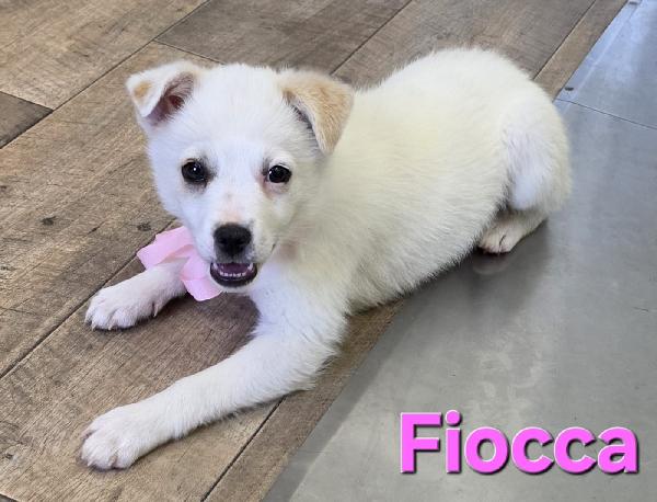 FIOCCA CUCCIOLA FEMMINA TAGLIA PICCOLA  Foto 6