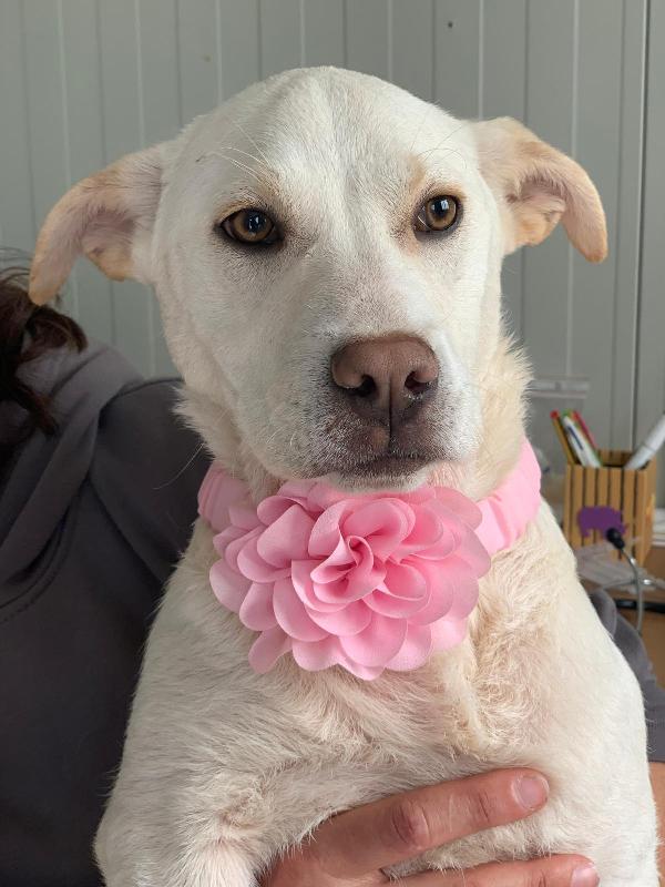 Akira, Dolcissima Simil Labrador, Aspetta Il Tuo Amore.