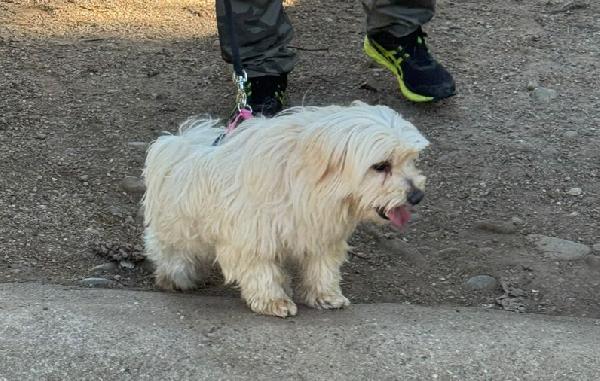 Diego, un adorabile maltese Foto 6