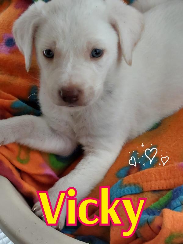 Vicky E Marvin Cuccioli Simil Labrador 