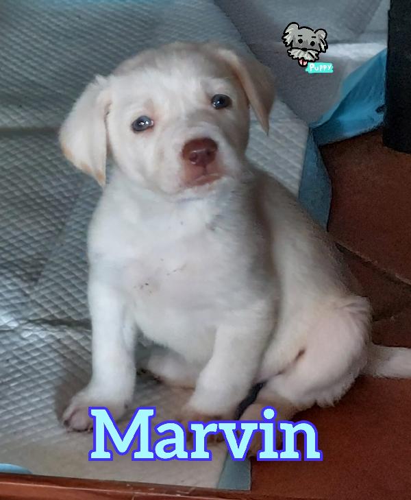 Vicky e Marvin cuccioli simil labrador  Foto 2