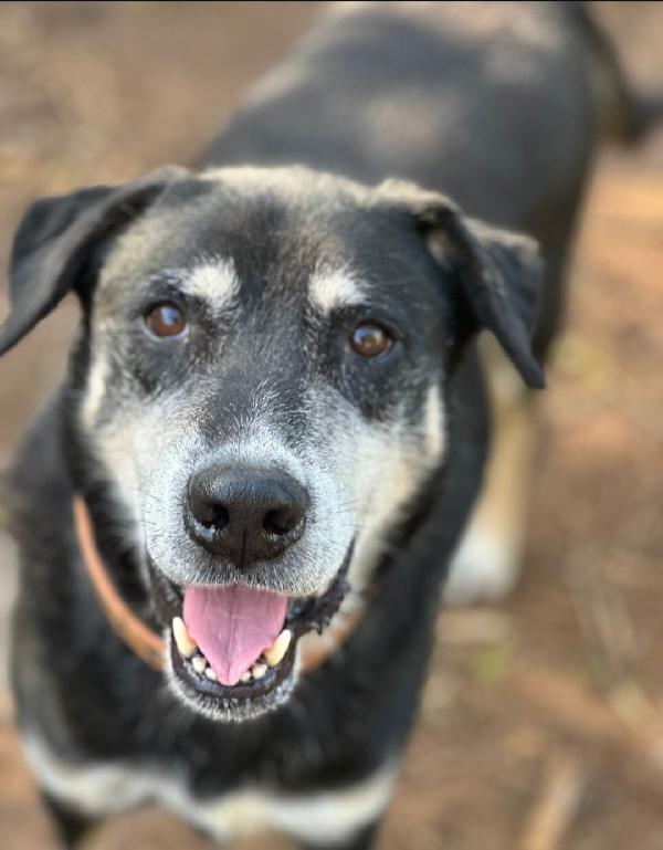 Musetto 11ANNI DI INDIFFERENZA IN CANILE.SICILIA Foto 2