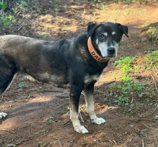 Musetto 11ANNI DI INDIFFERENZA IN CANILE.SICILIA Foto 3