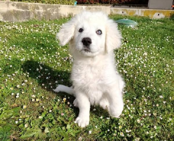 Punch: cucciolo ipovedente taglia grande  Foto 9